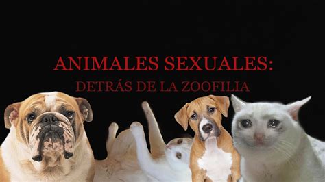 follando con animales|Mira vídeos porno auténticos de zoofilia con animales gratis